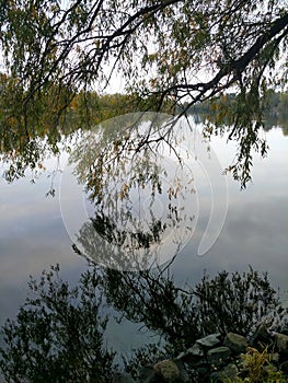 Reflection of tree branches, river