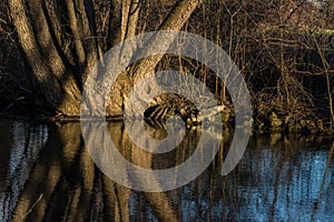 reflection from a tree in a brook in the sun