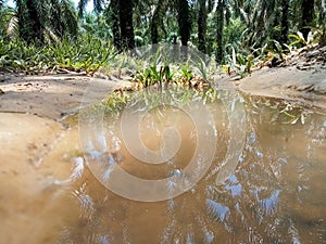 the reflection of the tree can be seen in a puddle of water that looks like a pond