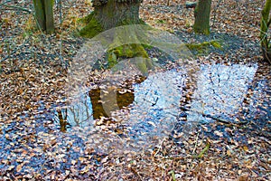 Reflection of a tree in a creek.