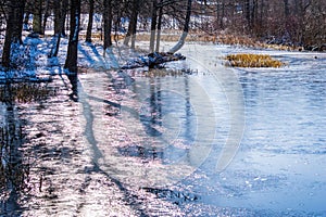 A reflection of a tree on the ice on a sunny day