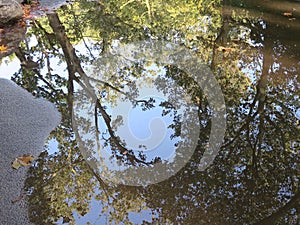 Reflection of a tree in a pool of water in the Vondelpark in Amsterdam