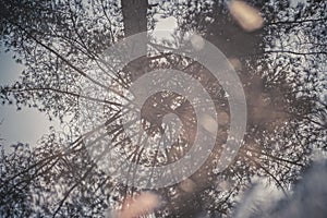 Reflection of a tree in a puddle of water in the pine forest