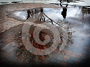 Reflection of Tree in Puddle of Water After Sorm