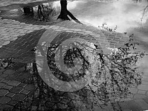 Reflection of Tree in Puddle of Water After Sorm