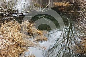 Reflection of a tree in the water of the Golyama Kamchia river