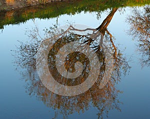 A reflection of a tree
