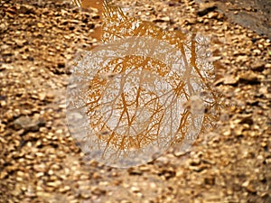 Reflection of a tree in a water pond