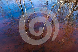 Reflection of trees and blue sky in water. Sunny spring day