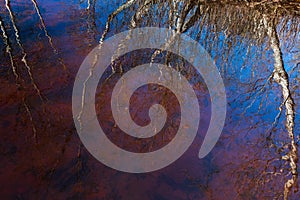 Reflection of trees and blue sky in water. Sunny spring day