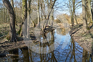 Reflection of trees in a forest pond