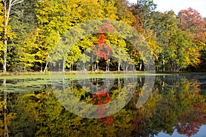 Reflection of trees in a lake.