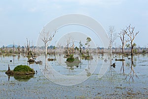 Reflection of trees in Neak Pean lake near Angkor Wat. Cambodia