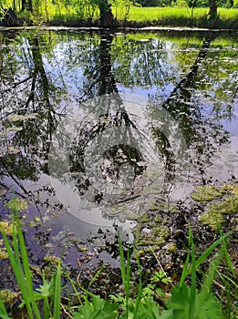 Reflection of trees in a pond in spring on a sunny day.