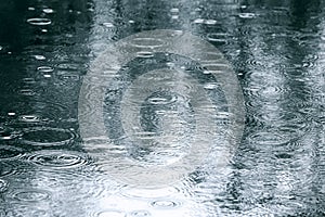 Reflection of trees in a puddle