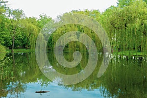 Reflection of trees and sky in the water