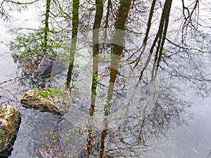 Reflection of trees in the water.