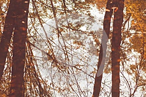 Reflection of trees in water, the background with a mirror image of autumn tree with yellow falling leaves, abstract autumn backgr