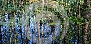 Reflection of trees in water photo