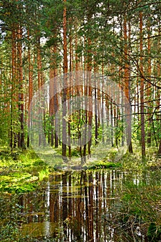 Reflection of trees in the water in pine forest