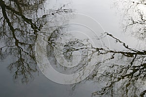 Reflection of trees at water surface.