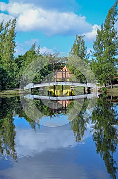 Reflection of tress,  the clear lake water and can reflect tress. Landscape of nature reflectio. photo