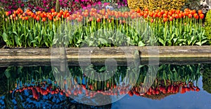 Reflection of Tulip Flowers