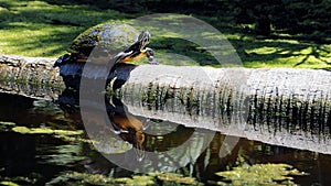 Reflection of a Turtle