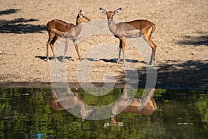 Reflection of two lovers in the zoo