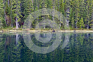 Reflection in unknown pond between Lake Herbert and Lake Louise