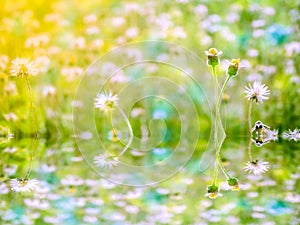 reflection on waer surfce of grass and flower