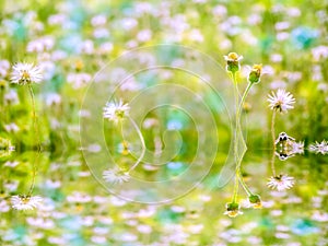 reflection on waer surfce of grass and flower