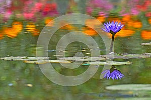 Blue Lotus flower {neel Kamal} photo