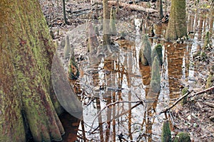 Reflection in Water at Congaree National Park