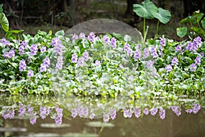 Reflection of water hyacinth flower fields bloom colorful purple.