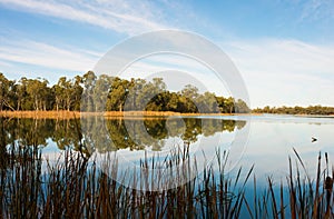 Reflection In Water, Kings Billabong, Australia.