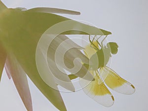 Reflection of Water lily and dragonfly