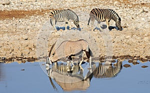 Reflection in the water of one oryx and two zebra