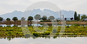 Parc de l\'Agulla with Monserrat mountain on the background. Trees in a row with aquatic plants photo