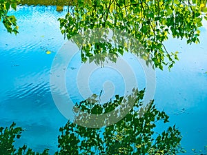 Reflection in the water surface a branch of poplar  tree