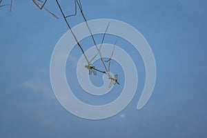 The reflection on the water surface of a dragonfly resting on a branch