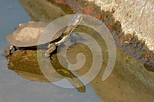 Reflection of a water terrapin.