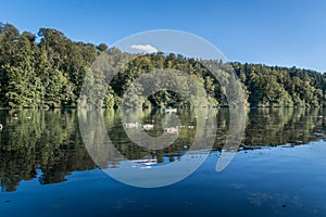 Reflection in water of trees growing on lake shore