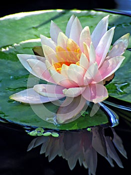 Reflection of a waterlily photo