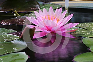 Reflection of Waterlily or Lotus flower
