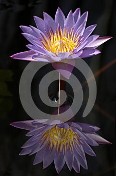 Reflection of a waterlily on a still pond