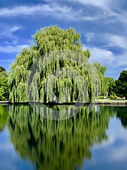 Reflection of a weeping willow