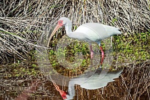 Reflection of a white ibis in a Florida mangrove