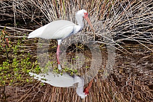 Reflection of a white ibis in a Florida mangrove