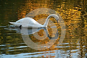 Reflection of White Mute Swan Swimming on Golden Pond